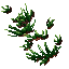 plants