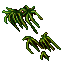 plants