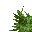 jungle grass
