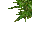 jungle grass