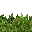 jungle grass