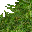 jungle grass