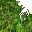 jungle grass