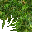 jungle grass