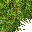 jungle grass