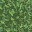 lush grass