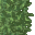 lush grass