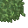 lush grass