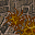 slime fungus