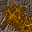 slime fungus