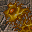 slime fungus