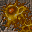 slime fungus