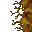 slime fungus
