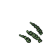 alga