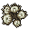 white coral