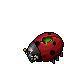 dead lady bug