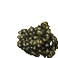 fossilised coral