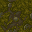 mossy floor