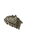 bearded hedgehog mushroom