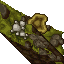 mossy wall