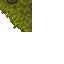 mossy wall