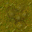 swamp