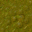 swamp