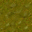 swamp