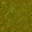 swamp