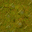 swamp