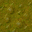 swamp