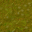 swamp
