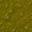 swamp