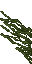 swamp lichen