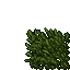 growing venorean spice