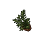 ficus benjamina