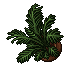 areca palm