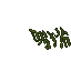 swamp lichen