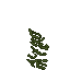 swamp lichen
