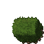 hedge