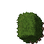 hedge