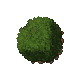 hedge