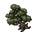 lurking tree