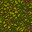 forest floor