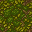forest floor