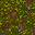 forest floor