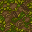 forest floor