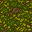 forest floor