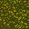 forest floor