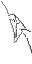 spider web